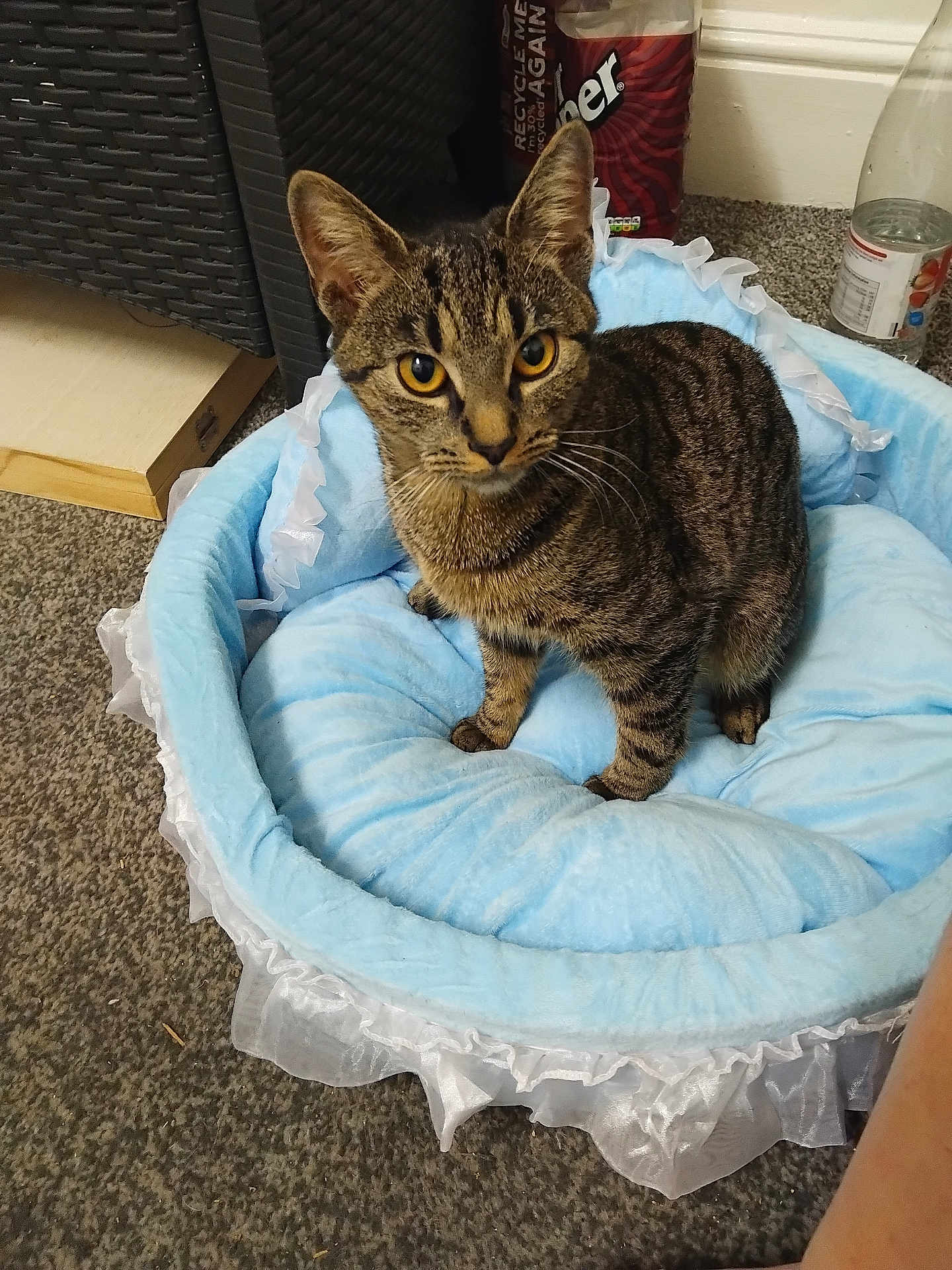 Rossi joined the competition — help win amazing prizes! cat, tabby, pet_bed, blue, indoor, carpet, curious, feline, animal, domestic, cozy, frilly, orange_eyes, sitting, household, floor, comfort, cute, furry, whiskers