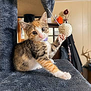 Pumpkin joined the competition — help win amazing prizes! cat, kitten, animal, pet, calico, tabby, white_fur, orange_fur, gray_fur, face, eyes, whiskers, paws, claws, playing, toy, cat_tower, indoors, portrait, cute