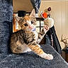 cat, kitten, animal, pet, calico, tabby, white_fur, orange_fur, gray_fur, face, eyes, whiskers, paws, claws, playing, toy, cat_tower, indoors, portrait, cute