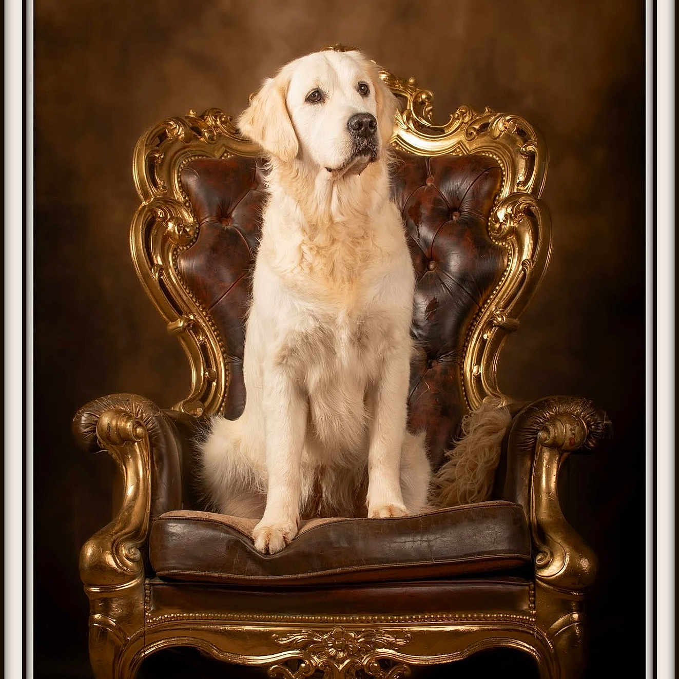 Yuki a rejoint le concours — aidez-le/la à gagner de superbes lots ! animal, architecture, armchair, building, canine, chair, couch, dog, furniture, goldenretriever, hound, indoors, labradorretriever, livingroom, pet, puppy, room, terrier, throne, whitedog