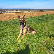 Tyson participe au concours pour gagner de l'argent avec cette photo : dog, german_shepherd, grass, field, blue_sky, sunny, outdoor, canine, pet, nature, tongue_out, animal, rural, happy, ears_up, daylight, landscape, mammal, leisure, resting