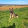 dog, german_shepherd, grass, field, blue_sky, sunny, outdoor, canine, pet, nature, tongue_out, animal, rural, happy, ears_up, daylight, landscape, mammal, leisure, resting