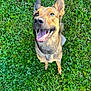 Tyson a rejoint le concours — aidez-le/la à gagner de superbes lots ! dog, canine, pet, happy, smiling, tongue_out, ears_up, grass, outdoor, nature, green, animal, cute, friendly, playing, looking_up, sunlight, muzzle, fur, collar
