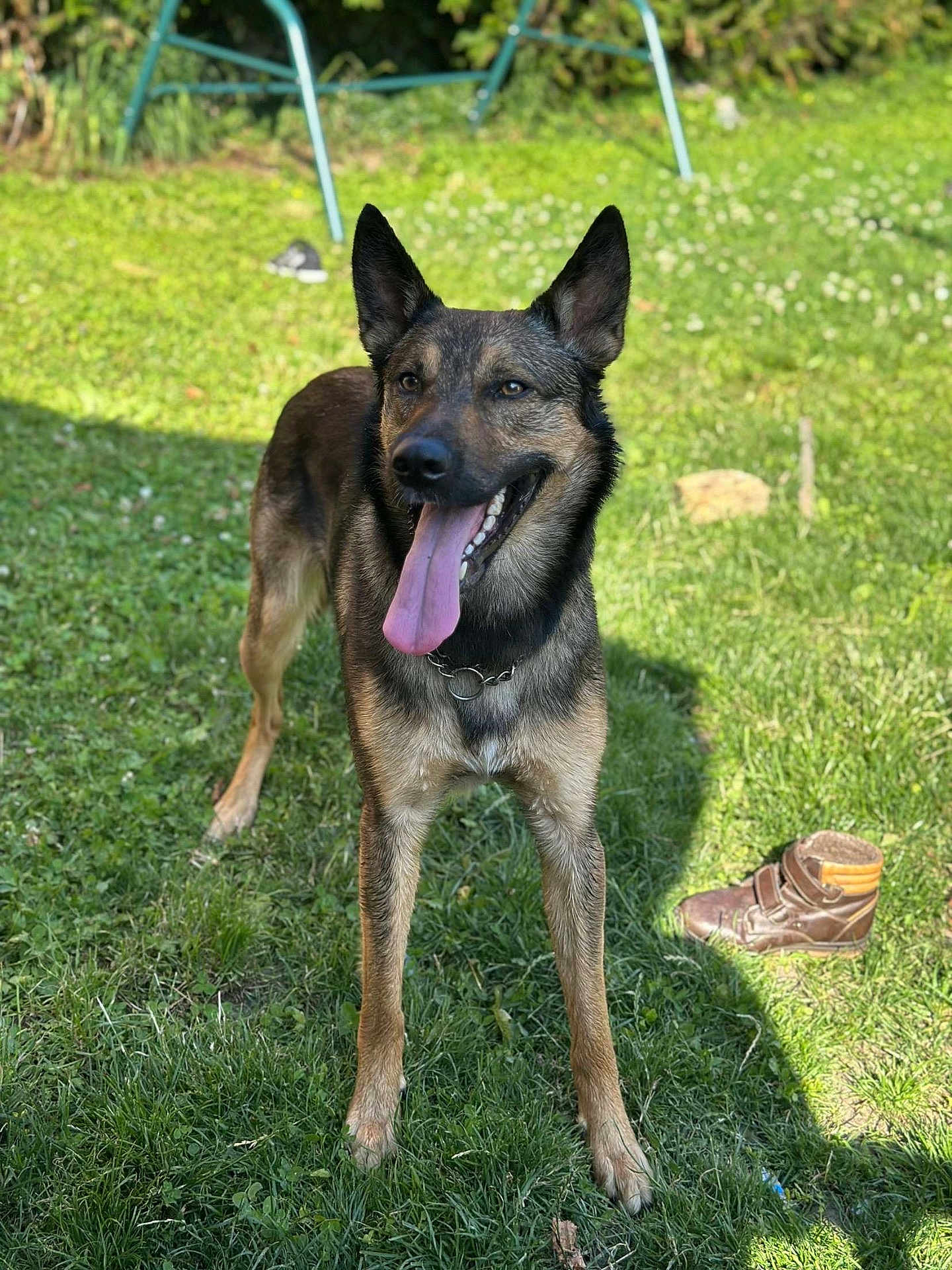 Tyson a rejoint le concours — aidez-le/la à gagner de superbes lots ! dog, german_shepherd, grass, outdoor, pet, animal, tongue_out, happy, playful, sunlight, shadow, shoe, garden, greenery, ears_up, canine, collar, standing, nature, daytime