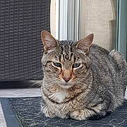 Snow a rejoint le concours — aidez-le/la à gagner de superbes lots ! cat, tabby, loaf, doormat, outdoor, pet, animal, feline, whiskers, ears, fur, striped, resting, relaxed, door, wicker_chair, floor, paws, closeup, portrait