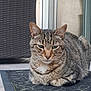 cat, tabby, loaf, doormat, outdoor, pet, animal, feline, whiskers, ears, fur, striped, resting, relaxed, door, wicker_chair, floor, paws, closeup, portrait