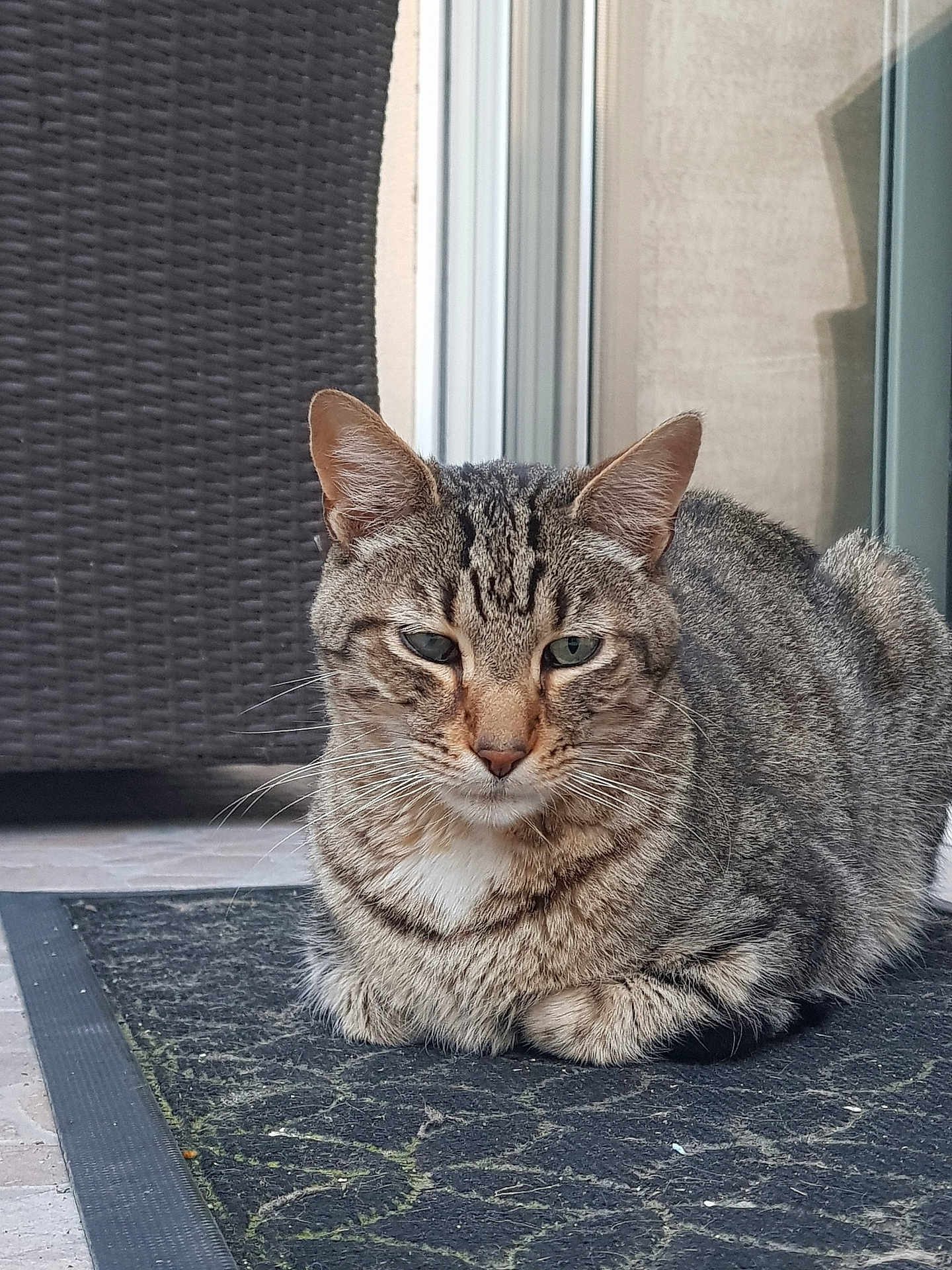 Snow a rejoint le concours — aidez-le/la à gagner de superbes lots ! cat, tabby, loaf, doormat, outdoor, pet, animal, feline, whiskers, ears, fur, striped, resting, relaxed, door, wicker_chair, floor, paws, closeup, portrait