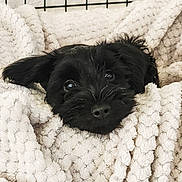 Mr. Sir is registered to the contest to win money with this photo: animal, black_dog, blanket, companion, cozy, crate, curious_eyes, cute, cute_pet, dog, fur, indoors, pet, puppy, relaxed, resting, small_dog, snuggled, soft_texture, wrapped