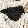 animal, black_dog, blanket, companion, cozy, crate, curious_eyes, cute, cute_pet, dog, fur, indoors, pet, puppy, relaxed, resting, small_dog, snuggled, soft_texture, wrapped