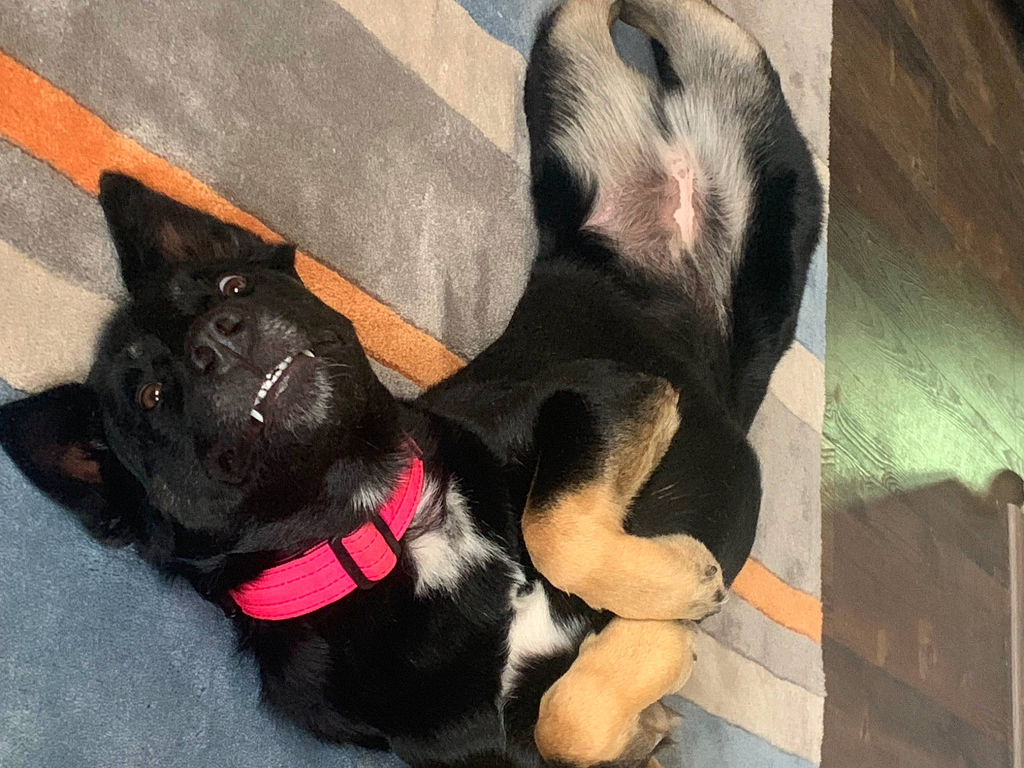 Gadget is registered to the contest to win money with this photo: carmine, carnivore, collar, comfort, companion_dog, dog, dog_breed, dog_collar, dog_supply, fawn, foot, fur, guard_dog, paw, pet_supply, snout, sporting_group, tail, toy_dog, working_animal