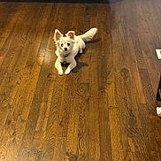 Tutuy joined the competition — help win amazing prizes! dog, small_dog, white_fur, ears, wooden_floor, flooring, indoor, living_room, couch, leather_couch, shoes, pet, animal, alert, curious, collar, fur, house, domestic_animal, floor