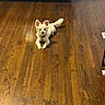 dog, small_dog, white_fur, ears, wooden_floor, flooring, indoor, living_room, couch, leather_couch, shoes, pet, animal, alert, curious, collar, fur, house, domestic_animal, floor