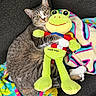 Mocha is registered to the contest to win money with this photo: cat, tabby_cat, plush_toy, frog, stuffed_animal, blanket, colorful_blanket, couch, indoor, pet, snuggling, cozy, cute, animal, feline, soft_toy, relaxing, domestic_cat, patterned_blanket, resting
