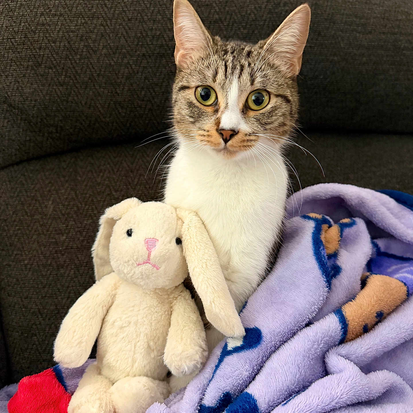 Mocha joined the competition — help win amazing prizes! cat, tabby, stuffed_toy, bunny, plush, blanket, purple_blanket, couch, indoor, pet, animal, fur, whiskers, ears, sitting, cute, soft, cozy, comfort, toy