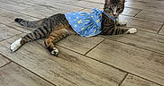 Mocha is registered to the contest to win money with this photo: cat, tabby, blue_dress, floor, kitchen, tile_floor, pet, indoor, animal, feline, clothing, cute, relaxed, domestic, household, laying_down, patterned, playful, young_cat, curious