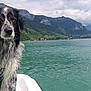 Oscar a rejoint le concours — aidez-le/la à gagner de superbes lots ! dog, wet_dog, boat, lake, water, mountains, nature, outdoor, sky, clouds, animal, pet, landscape, scenic, travel, adventure, fur, black_and_white, calm, serious