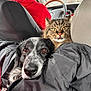 cat, dog, car, person, jacket, window, seat, animal, pet, tabby_cat, black_and_white_dog, cozy, transportation, front_seat, portrait, close_up, indoor, companion, curious, snuggle