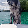 dog, wet_dog, boat, water, lake, outdoor, cloudy_sky, green_tree, animal, pet, curious, speckled_fur, daytime, nature, canine, adventure, leash, fur, animal_portrait, summer