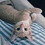 cat, orange_tabby, striped_cushion, upside_down, wide_eyes, whiskers, ears, cozy, soft_lighting, indoor, feline, cute, pet, relaxed, curious, couch, striped_pattern, fur, closeup, resting