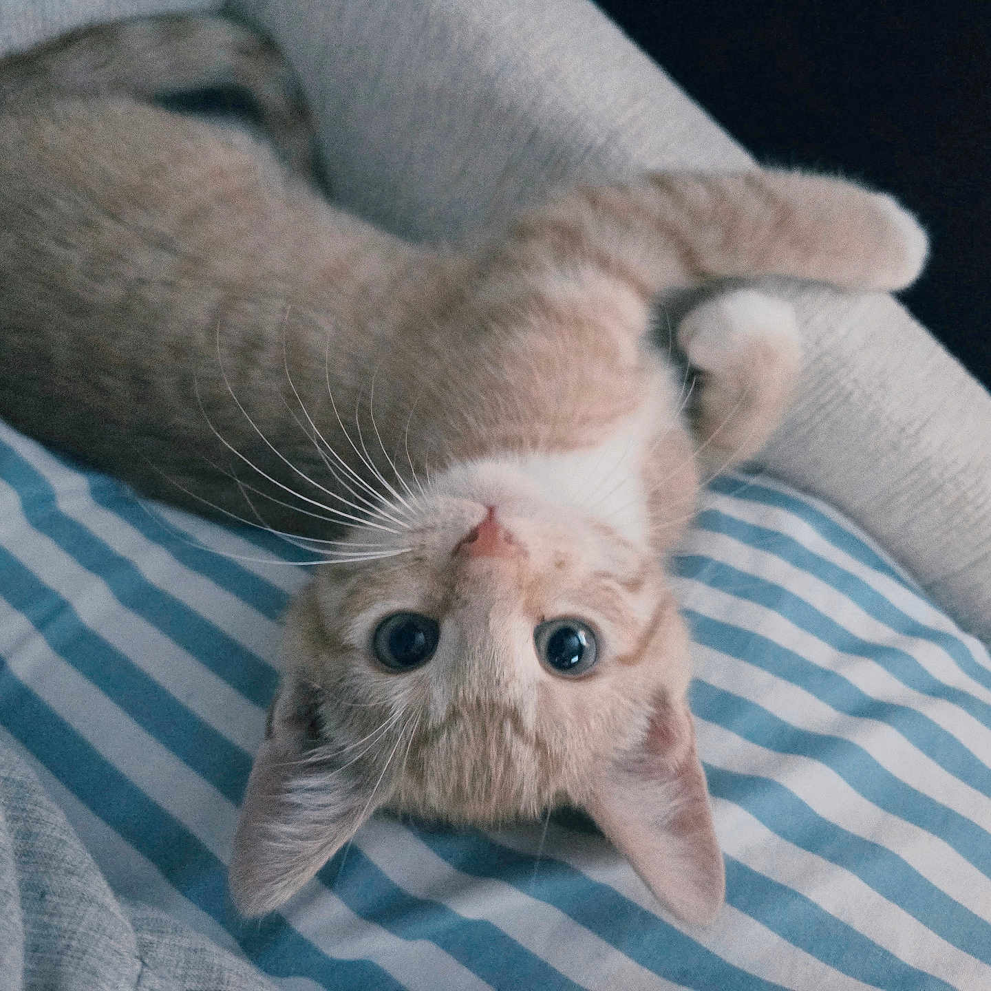 Neyland is registered to the contest to win money with this photo: cat, closeup, couch, cozy, curious, cute, ears, feline, fur, indoor, orange_tabby, pet, relaxed, resting, soft_lighting, striped_cushion, striped_pattern, upside_down, whiskers, wide_eyes