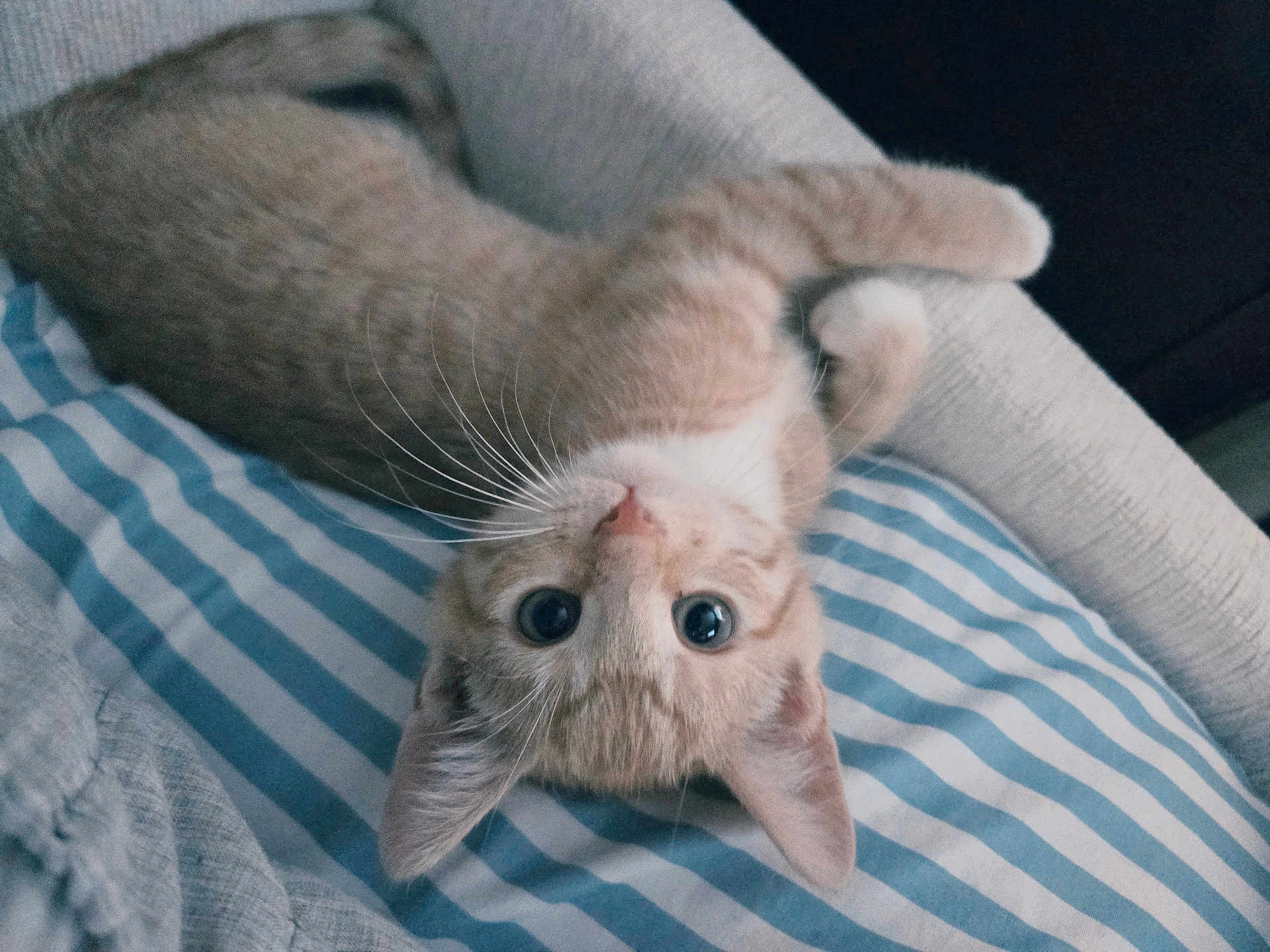 Neyland is registered to the contest to win money with this photo: cat, orange_tabby, striped_cushion, upside_down, wide_eyes, whiskers, ears, cozy, soft_lighting, indoor, feline, cute, pet, relaxed, curious, couch, striped_pattern, fur, closeup, resting