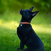 Black Angel a rejoint le concours — aidez-le/la à gagner de superbes lots ! dog, puppy, black_dog, sitting, grass, greenery, outdoor, nature, pet, collar, attentive, ears, cute, animal, portrait, young_dog, fur, canine, looking_up, daylight