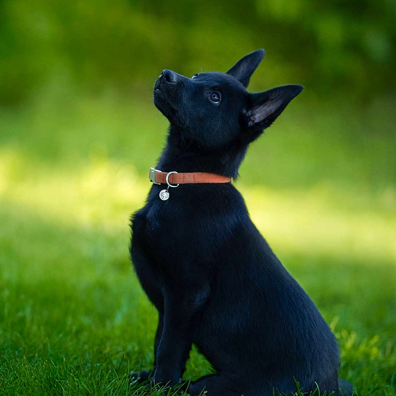 Black Angel a rejoint le concours — aidez-le/la à gagner de superbes lots ! dog, puppy, black_dog, sitting, grass, greenery, outdoor, nature, pet, collar, attentive, ears, cute, animal, portrait, young_dog, fur, canine, looking_up, daylight