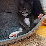 Jax joined the competition — help win amazing prizes! cat, gray_cat, white_paws, pet_bed, cozy, indoor, carpet, wooden_floor, relaxed, feline, cute, animal, paw_pads, resting, whiskers, ears, pet, domestic_cat, furniture, home