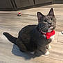 cat, gray_cat, bow_tie, pet, indoor, floor, toy, colorful_ball, whiskers, cute, animal, feline, domestic_cat, looking_up, sitting, playful, household, fur, ears, paws