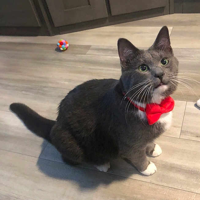 Jax joined the competition — help win amazing prizes! animal, bow_tie, cat, colorful_ball, cute, domestic_cat, ears, feline, floor, fur, gray_cat, household, indoor, looking_up, paws, pet, playful, sitting, toy, whiskers