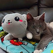 Jax is registered to the contest to win money with this photo: cat, stuffed_animal, plush_toy, blanket, colorful, grey_cat, white_paws, leather_couch, indoor, relaxed, cute, animal, pet, soft_toy, cozy, feline, close_up, resting, home, companion
