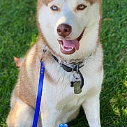 Malakai joined the competition — help win amazing prizes! dog, husky, pet, sitting, grass, leash, collar, dog_tag, blue_eye, brown_eye, heterochromia, tongue_out, portrait, outdoor, happy, paws, fur, ears, sunlight, closeup