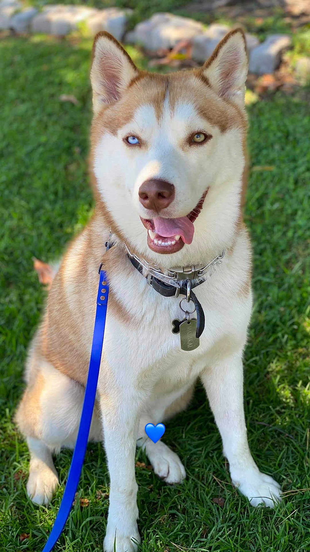 Malakai joined the competition — help win amazing prizes! dog, husky, pet, sitting, grass, leash, collar, dog_tag, blue_eye, brown_eye, heterochromia, tongue_out, portrait, outdoor, happy, paws, fur, ears, sunlight, closeup