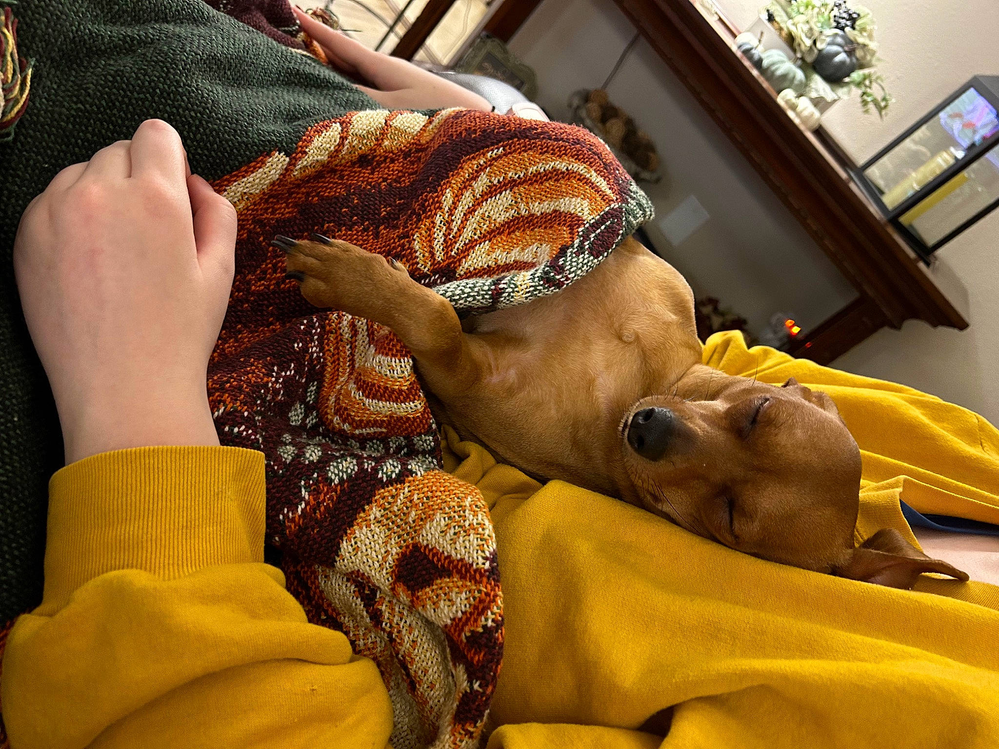 Dobby joined the competition — help win amazing prizes! art, bangle, comfort, event, fashion_accessory, fawn, houseplant, jewellery, nail, pattern, picture_frame, plant, sari, temple, terrestrial_animal, tradition, visual_arts, working_animal, wrist, yellow