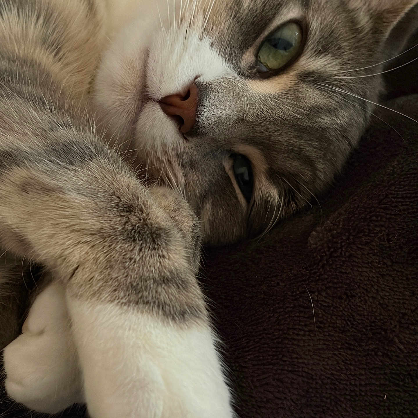 Pixei is registered to the contest to win money with this photo: cat, close_up, paw, feline, relaxed, lying_down, whiskers, fur, pet, animal, cozy, soft_texture, blanket, resting, cute, domestic_cat, portrait, green_eyes, nose, sleepy