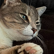 Pixei is registered to the contest to win money with this photo: animal_photography, blue_eyes, cat, close_up, couch, cozy, ears, feline, fur, gray_fur, indoor, nose, paw, pet, pink_paw_pads, portrait, relaxed, sleepy, whiskers, white_fur