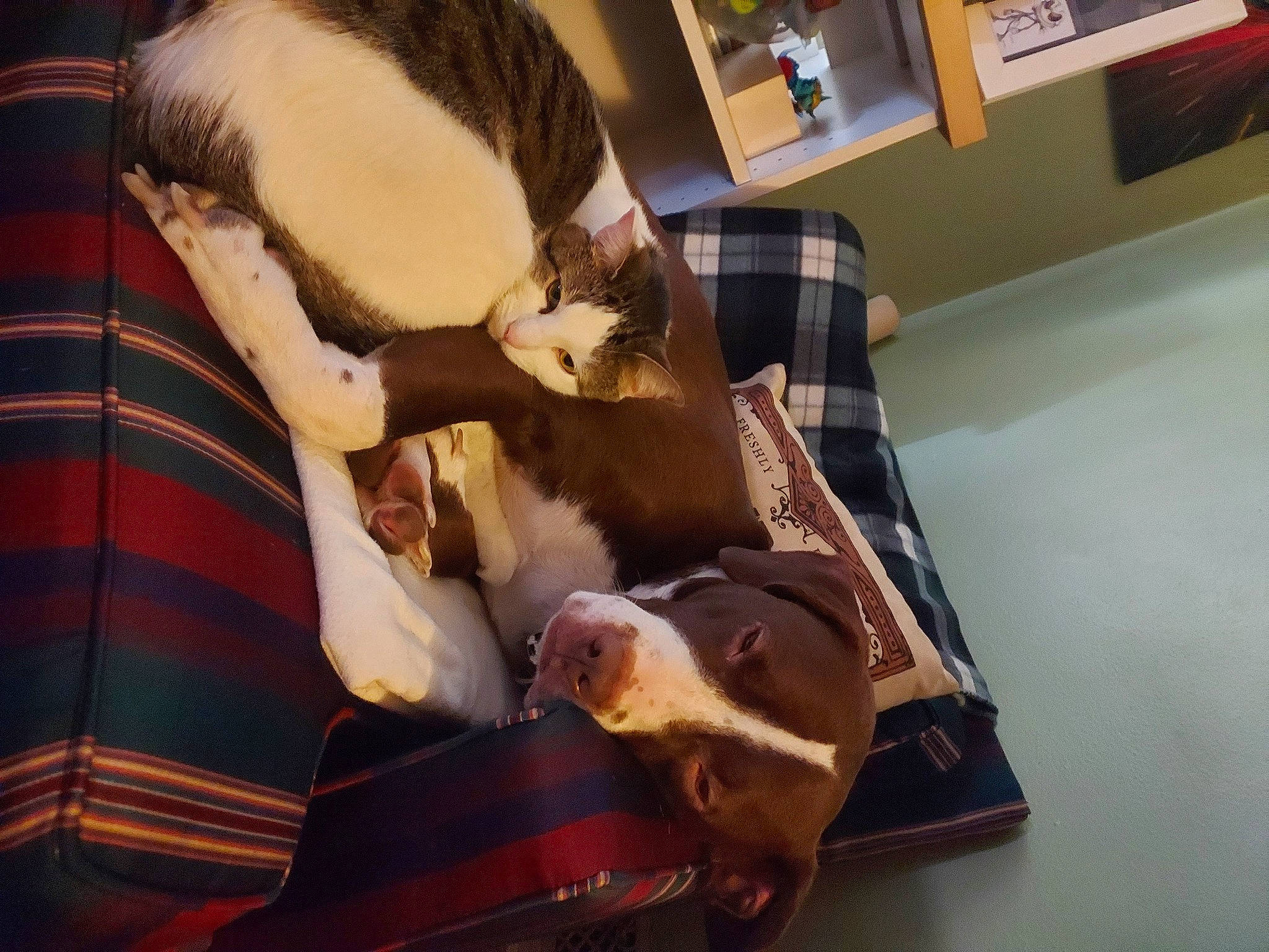 Trash Panda is registered to the contest to win money with this photo: carnivore, cat, comfort, companion_dog, couch, dog, dog_breed, fawn, felidae, fur, hardwood, picture_frame, plaid, room, shelf, small_to_medium_sized_cats, tail, tartan, whiskers, wood