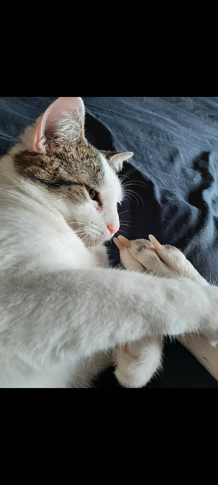 Trash Panda joined the competition — help win amazing prizes! carnivore, cat, claw, comfort, domestic_short_haired_cat, felidae, fur, gesture, mammal, nap, paw, photo_caption, small_to_medium_sized_cats, snout, tail, vertebrate, whiskers