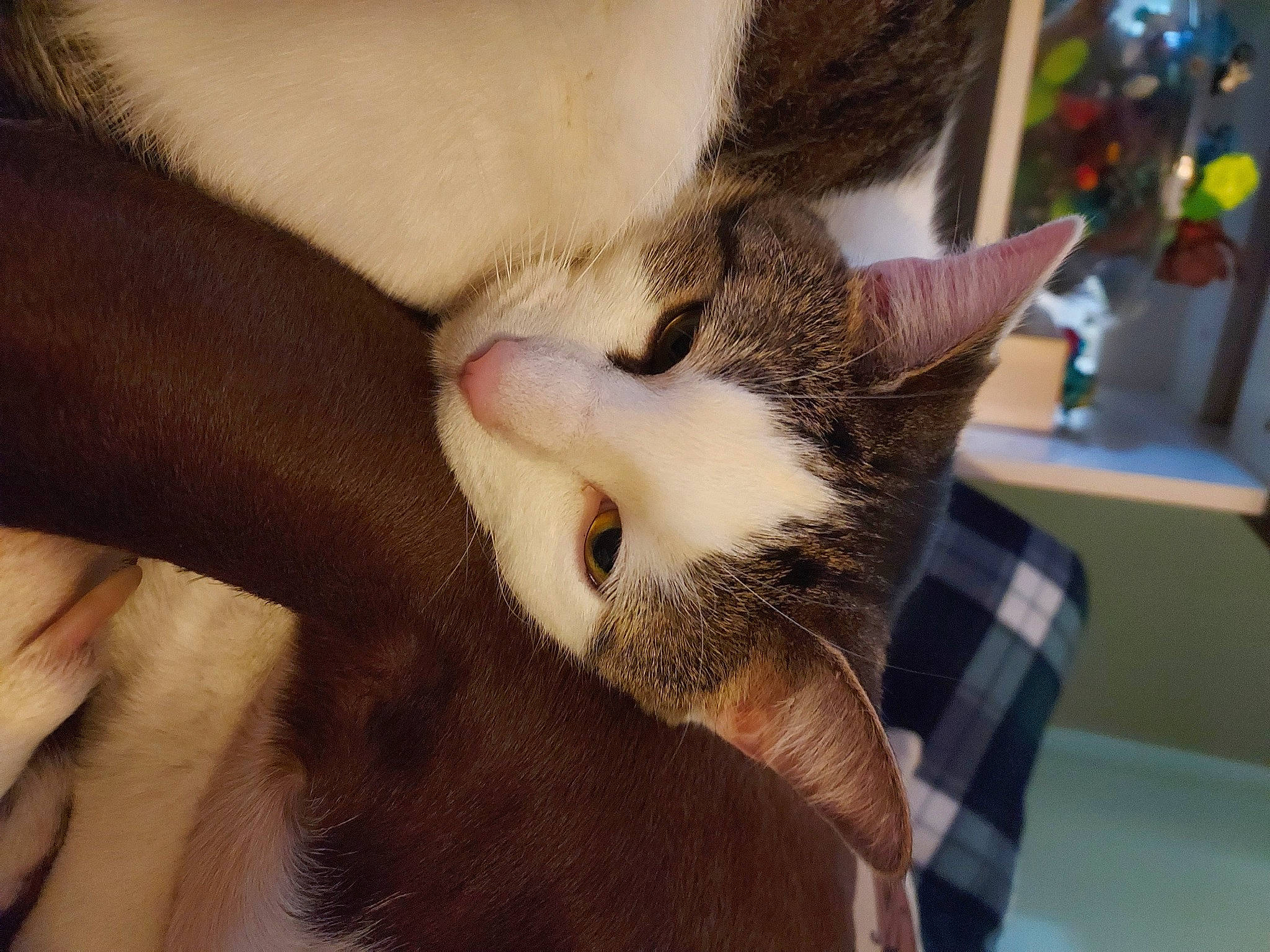 Trash Panda is registered to the contest to win money with this photo: carnivore, cat, claw, close_up, comfort, domestic_short_haired_cat, ear, eyelash, fawn, felidae, fur, paw, small_to_medium_sized_cats, snout, tail, whiskers