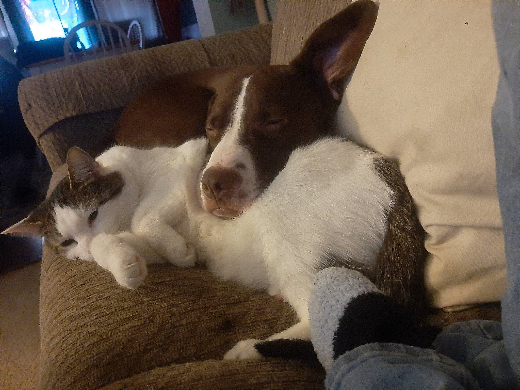 Trash Panda joined the competition — help win amazing prizes! canidae, carnivore, comfort, companion_dog, couch, dog, dog_breed, fawn, foot, fur, linens, paw, snout, sporting_group, tail, television, terrestrial_animal, whiskers, window, working_animal