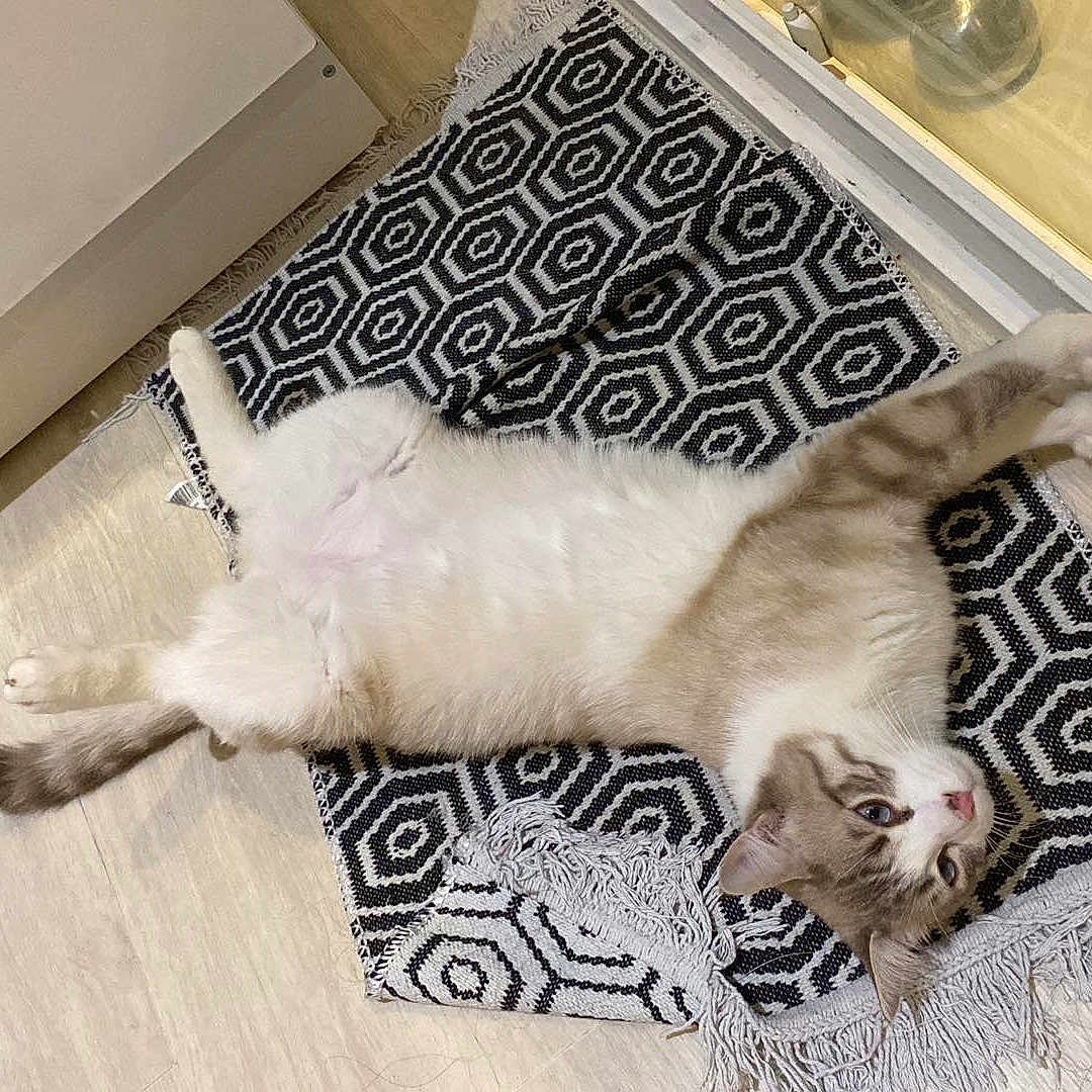 Coton