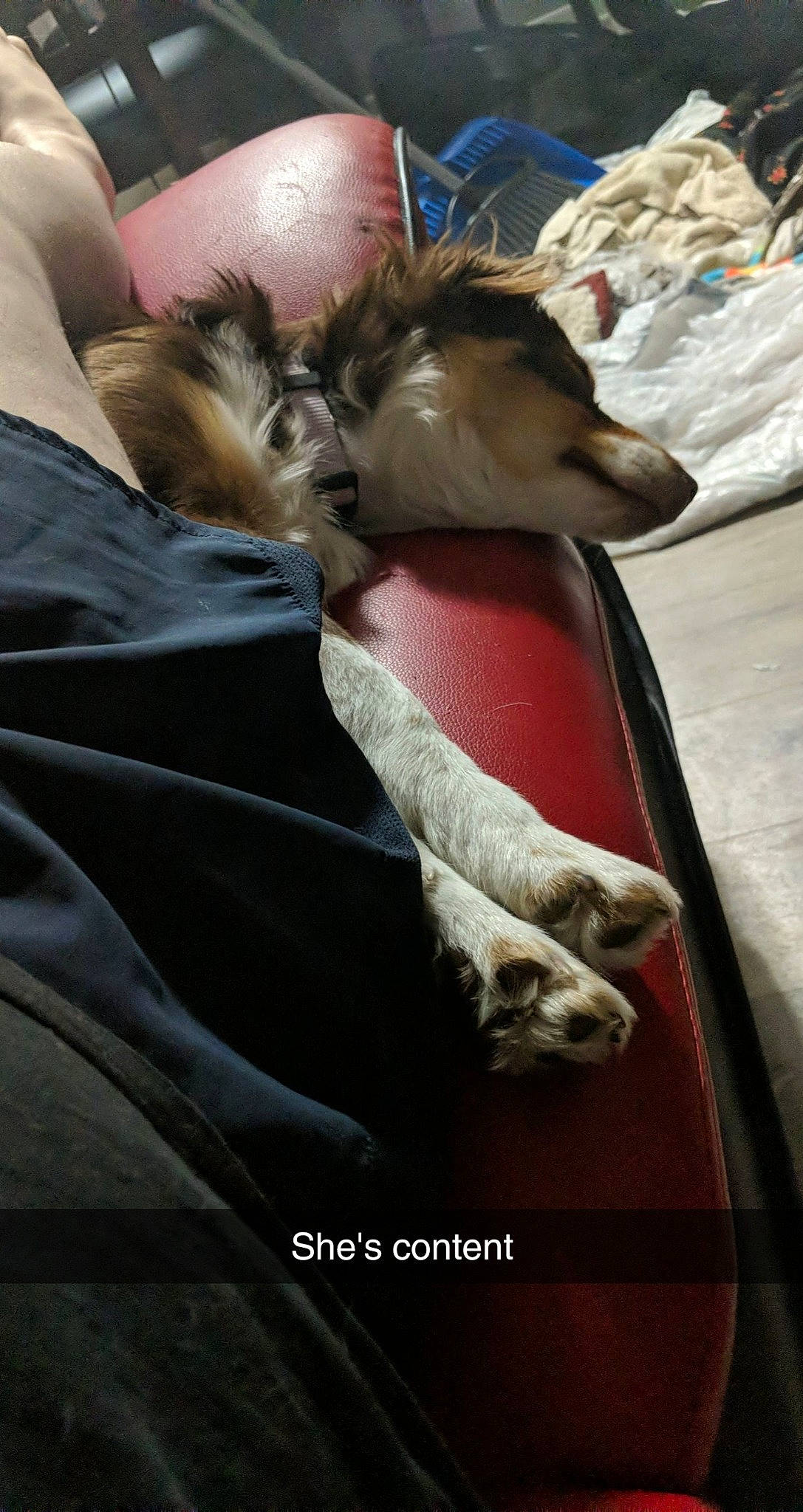 Mabel joined the competition — help win amazing prizes! canidae, carnivore, companion_dog, dog, dog_breed, paw, silken_windhound, sporting_group