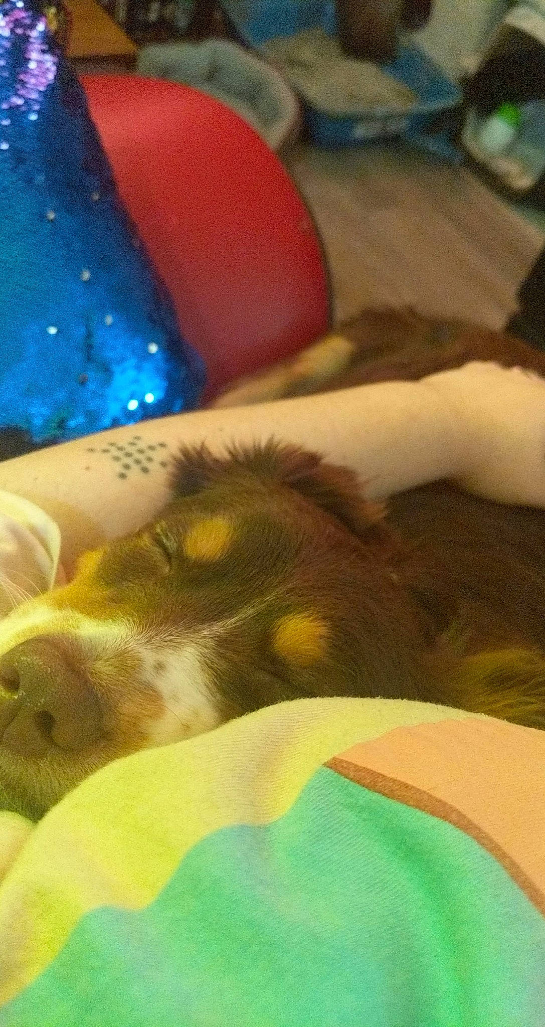 Mabel joined the competition — help win amazing prizes! canidae, carnivore, cavalier_king_charles_spaniel, dog_breed, nap, puppy, sleep