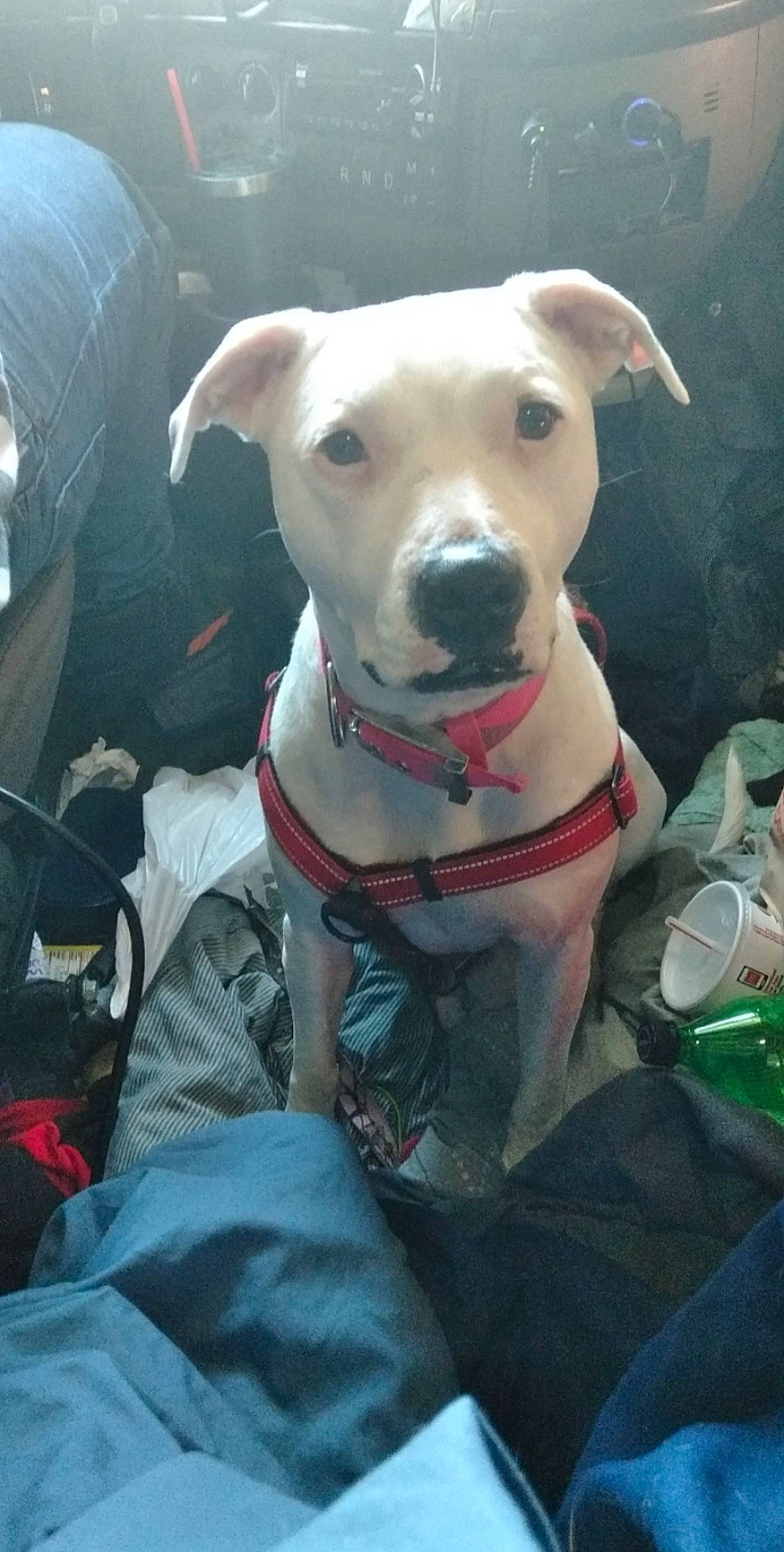 Duo joined the competition — help win amazing prizes! american_bulldog, american_pit_bull_terrier, canidae, carnivore, companion_dog, dog, dog_breed, dogo_argentino, dogo_guatemalteco, fawn, mammal, non_sporting_group, pit_bull, rare_breed_dog, snout, sporting_group, vertebrate