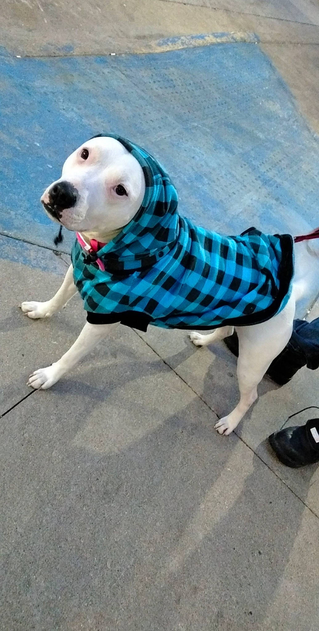 Duo is registered to the contest to win money with this photo: canidae, carnivore, companion_dog, dog, dog_breed, dog_clothes, fawn, leash, non_sporting_group, outerwear, snout, sporting_group