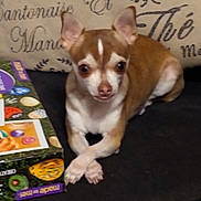 Winnie is registered to the contest to win money with this photo: dog, chihuahua, small_dog, brown_and_white, pet, animal, crossed_paws, sofa, cushion, textile_background, box, colorful, indoor, looking_at_camera, cute, domestic_animal, resting, fur, ears, eyes