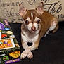 dog, chihuahua, small_dog, brown_and_white, pet, animal, crossed_paws, sofa, cushion, textile_background, box, colorful, indoor, looking_at_camera, cute, domestic_animal, resting, fur, ears, eyes