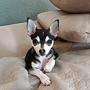 Peanut joined the competition — help win amazing prizes! dog, small_dog, black_and_white, pet, indoor, blanket, couch, pillow, ears, cute, animal, canine, relaxed, lying_down, fur, face, looking_at_camera, domestic, companion, cozy