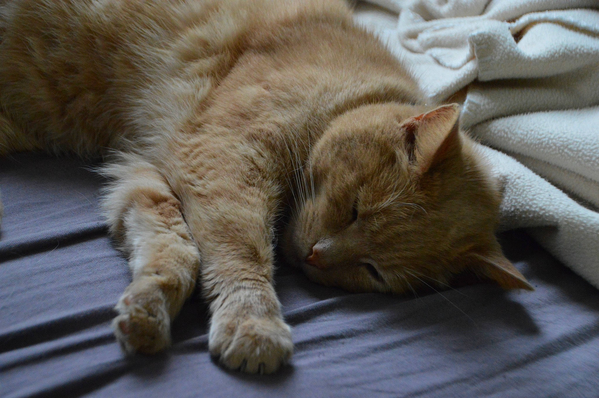 Dereck participe au concours pour gagner de l'argent avec cette photo : carnivore, cat, claw, comfort, domestic_short_haired_cat, fawn, felidae, flooring, fur, nap, paw, sleep, small_to_medium_sized_cats, snout, tail, terrestrial_animal, whiskers, wood