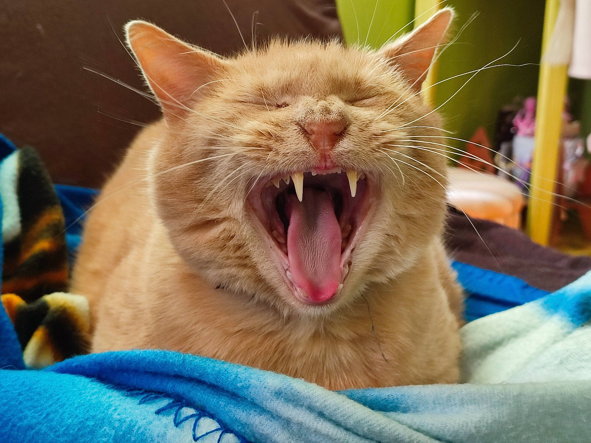 Dereck participe au concours pour gagner de l'argent avec cette photo : carnivore, cat, domestic_short_haired_cat, ear, electric_blue, fang, felidae, fur, jaw, paw, roar, small_to_medium_sized_cats, snout, terrestrial_animal, tooth, whiskers, yawn
